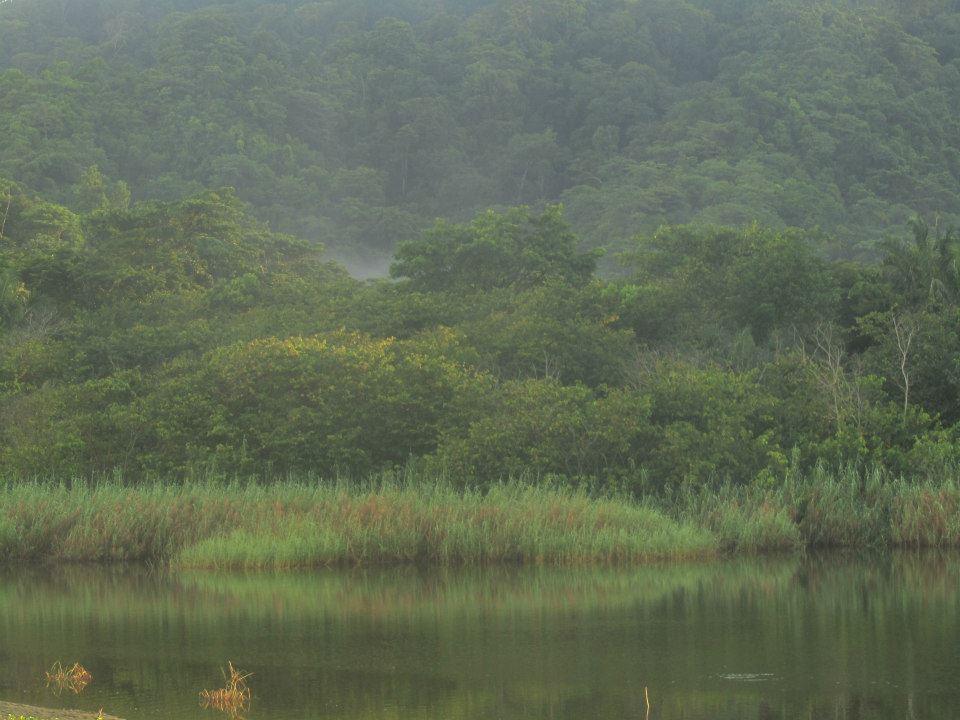 a deer is standing in the fog of a forest