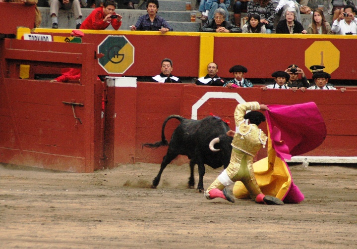 a bull is being bullfighted by a woman in an arena