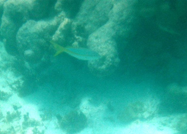 a fish swimming through the water in the ocean