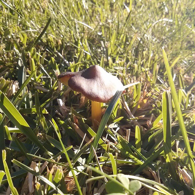 a mushroom growing in the grass near some flowers