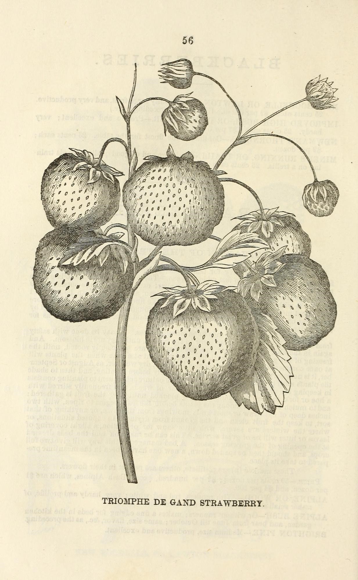 engraving of a flower, fruit plant, and the words ` holliette to magic eplanery '