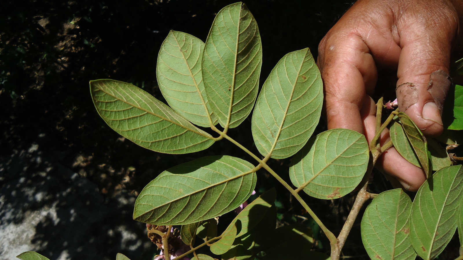 a hand holding out one of the leaves to another