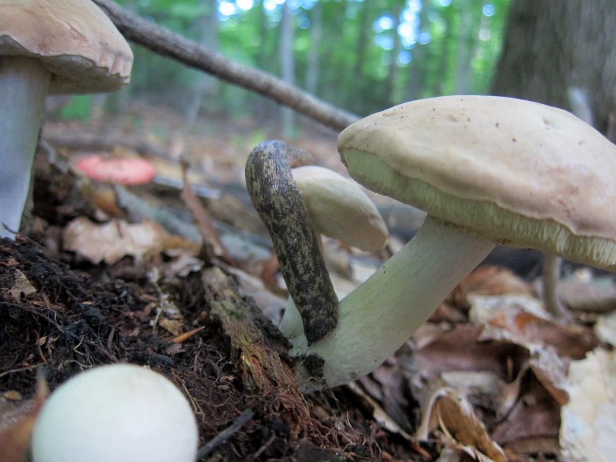 a close up of two mushrooms in the dirt near trees