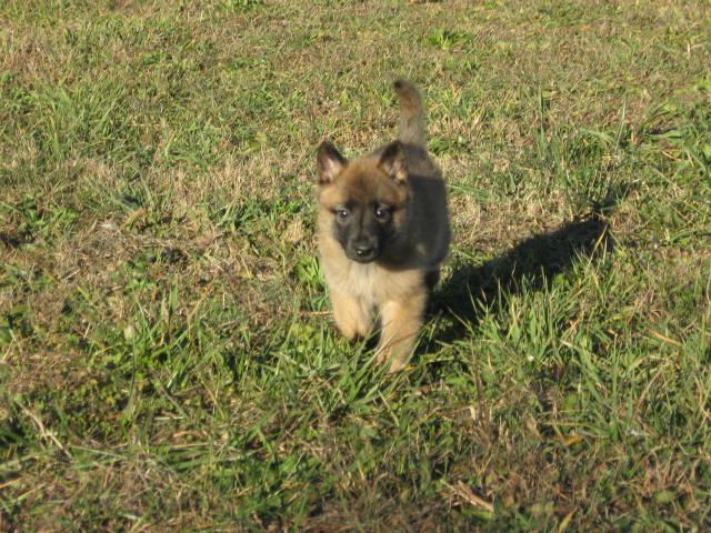 small brown dog running across grass in the yard
