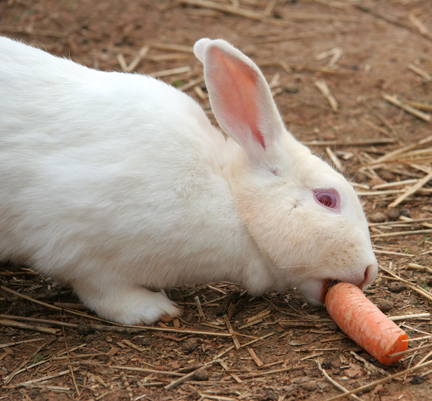 a rabbit is eating a carrot in a pile of straw