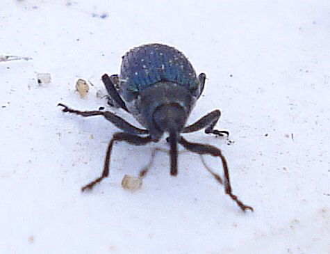 a small insect with blue colored body and legs sitting on ground