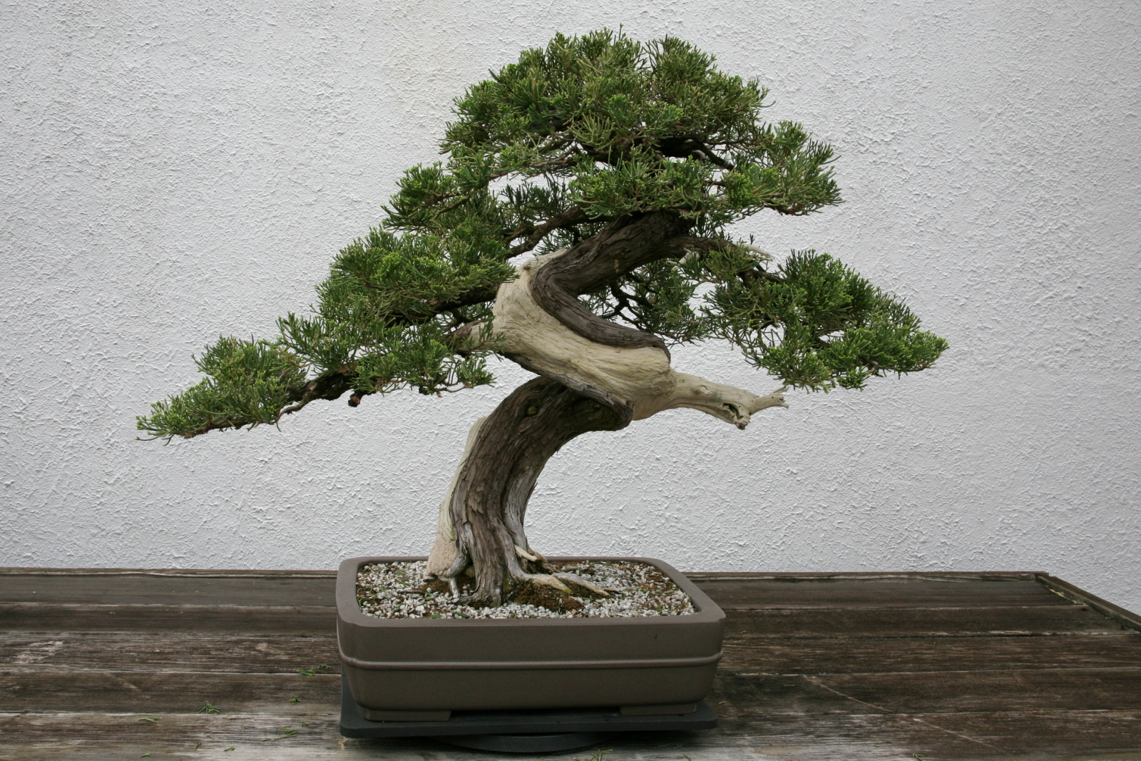 a bonsai tree in a container with the root sprouting off