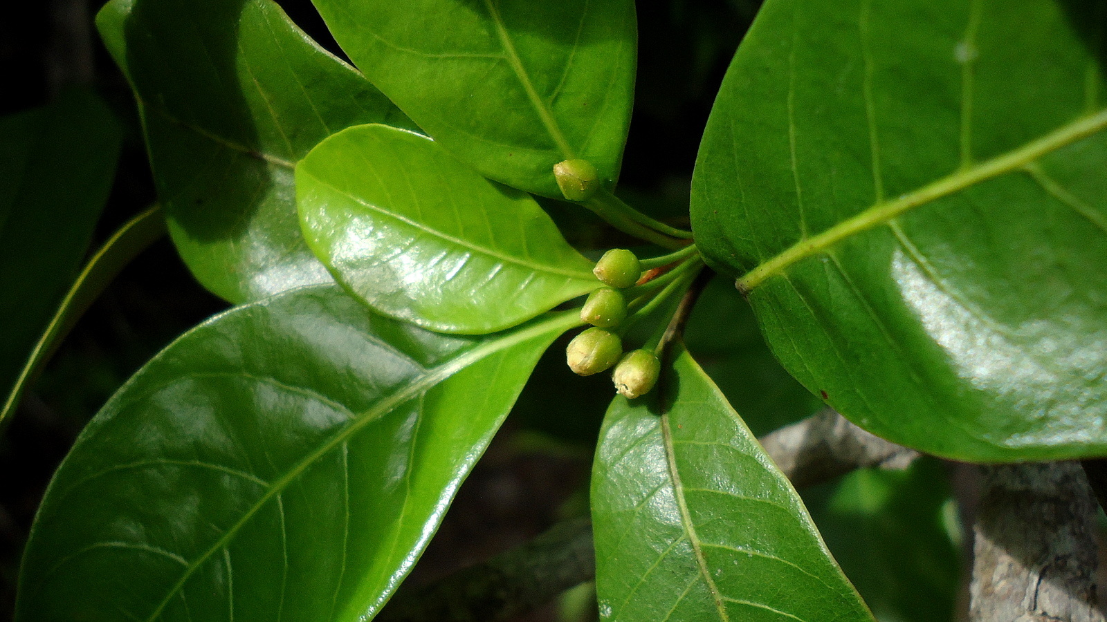 a close up view of some green leaves and buds