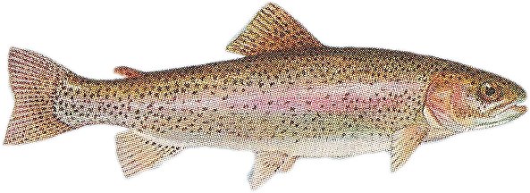 a painting of a large fish with small lines