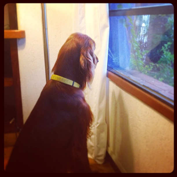 a brown dog standing by a window looking at the water