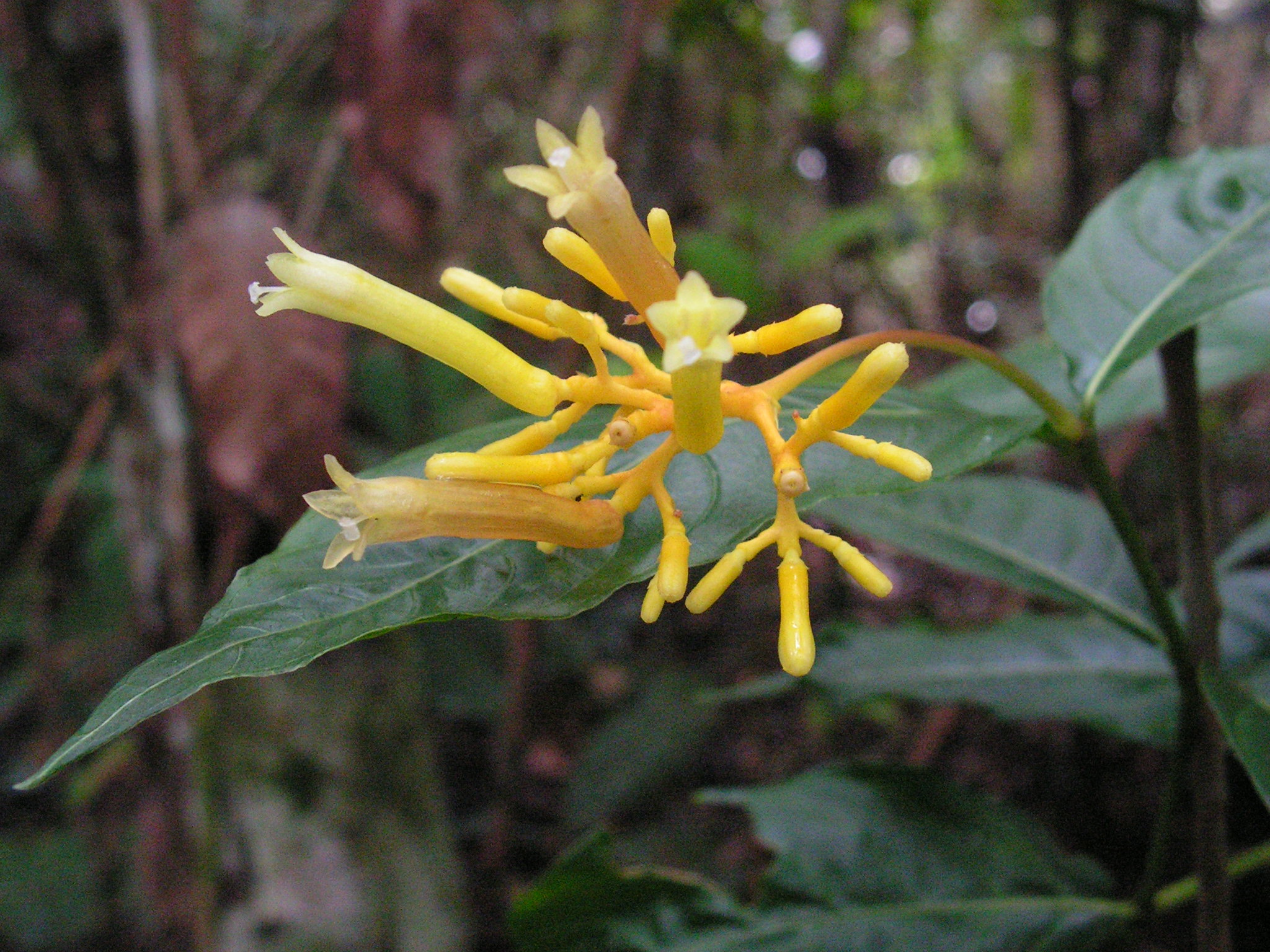 a single yellow flower is blooming next to some dark green leaves