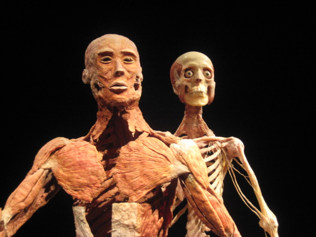 an image of a body that has a skeleton next to another