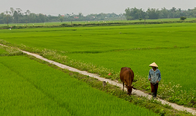 a man walks through a rice field with a horse