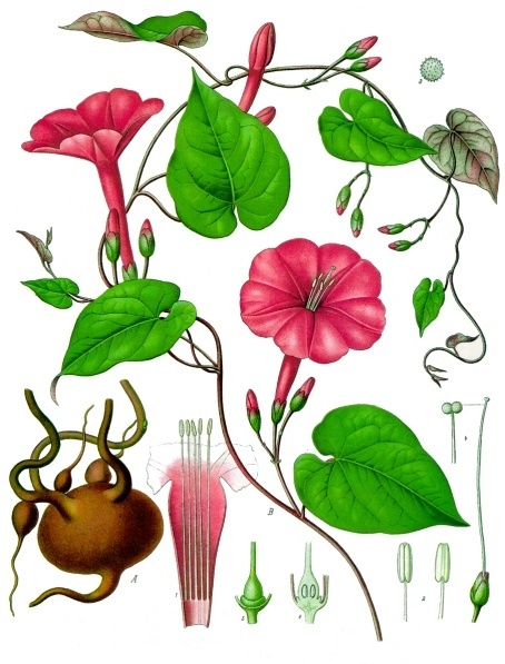 a drawing of flowers and insects is shown