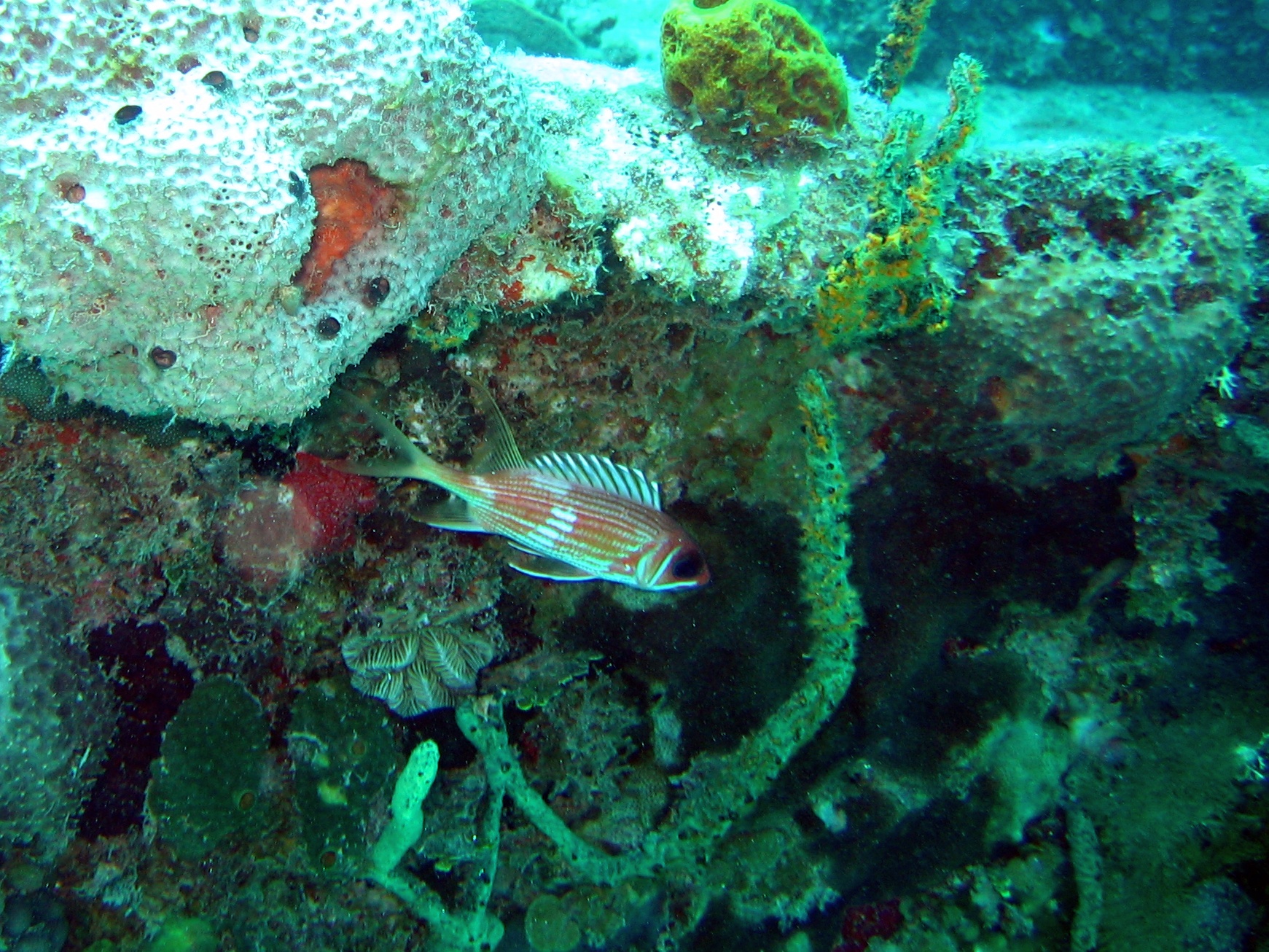 a sea bed with colorful coral and other marine life
