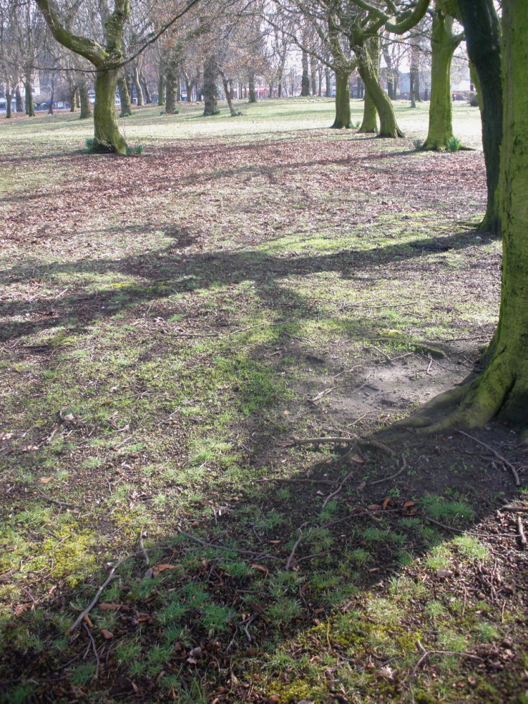 trees casting long shadow in a park clearing