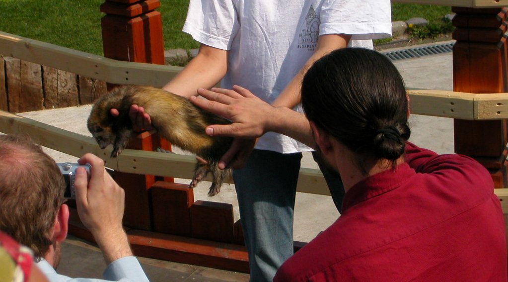 the man holds the small ferret up to his face