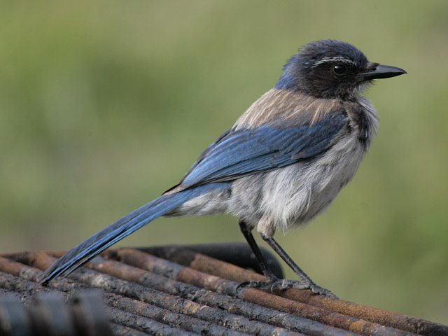 a small bird sits on top of an old roof