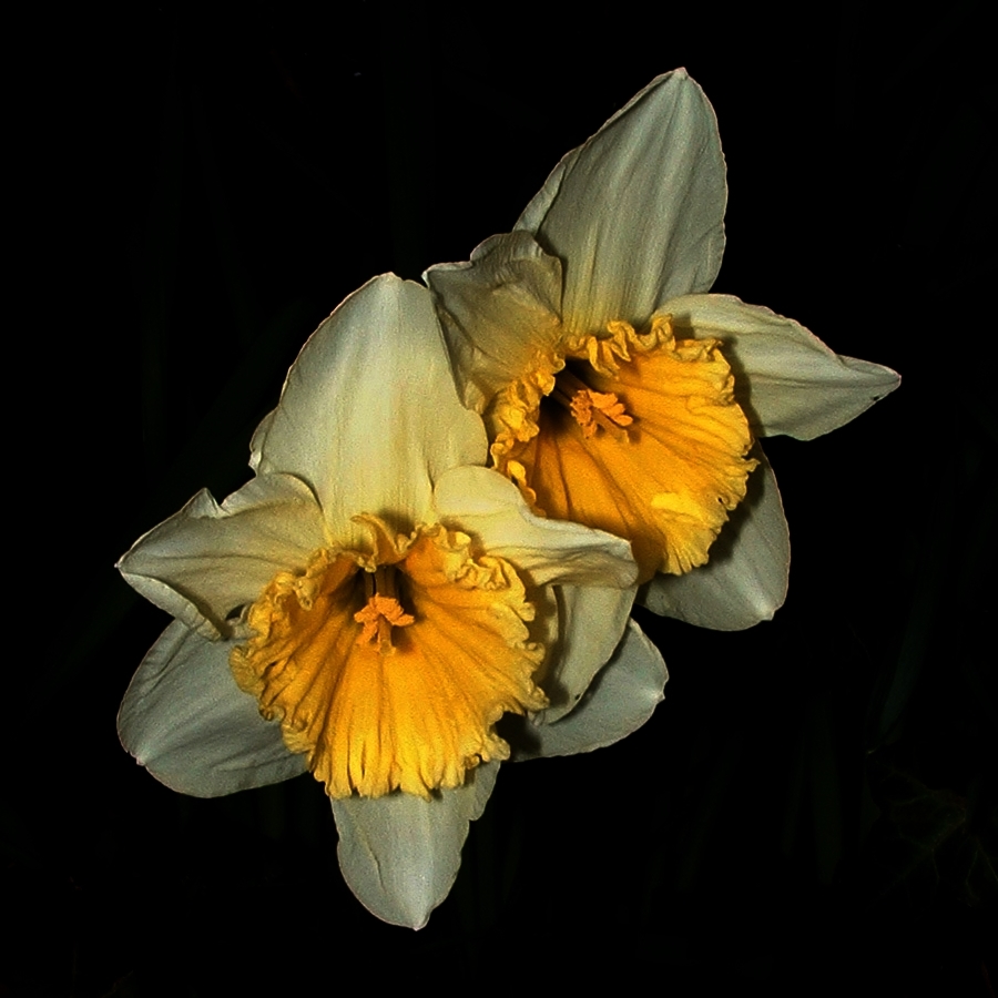 two beautiful yellow flowers are on display