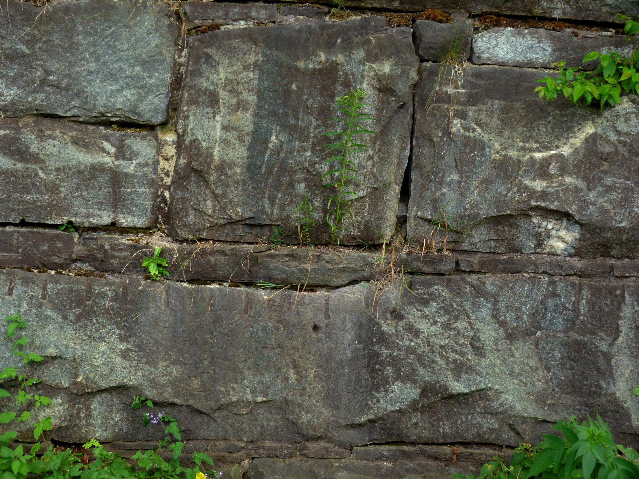 a wall made out of large rocks with a green plant growing on the rock