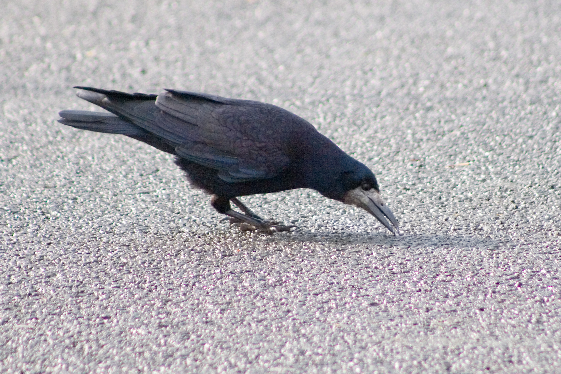 a black bird sitting on top of a sandy beach