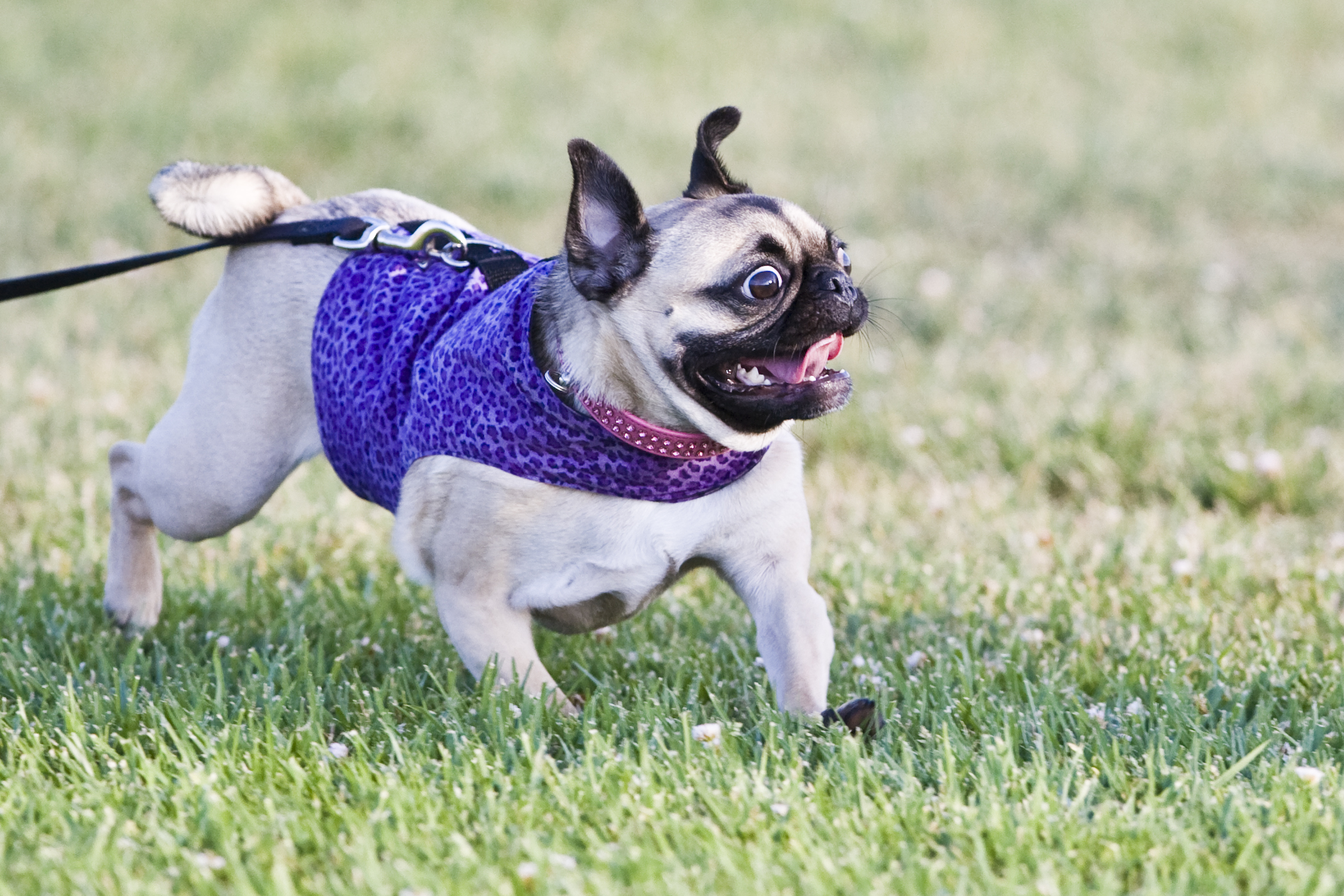 small pug dressed up in purple clothing running through the grass