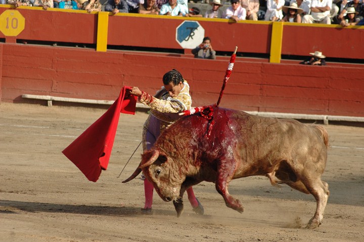 a person that is trying to get off a bull