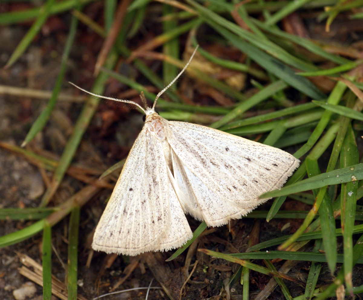 small white erfly sitting on ground in front of green grass
