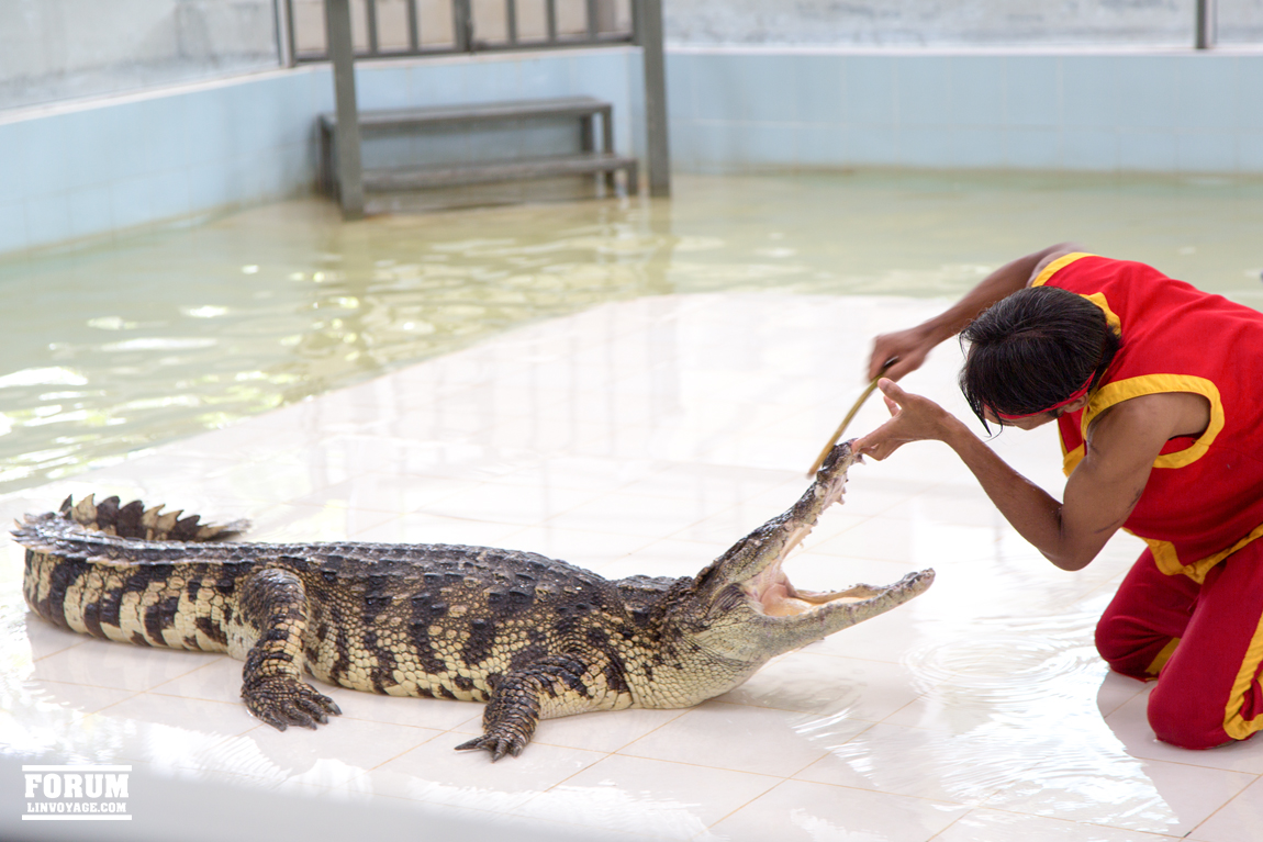 the person is playing with the large crocodile