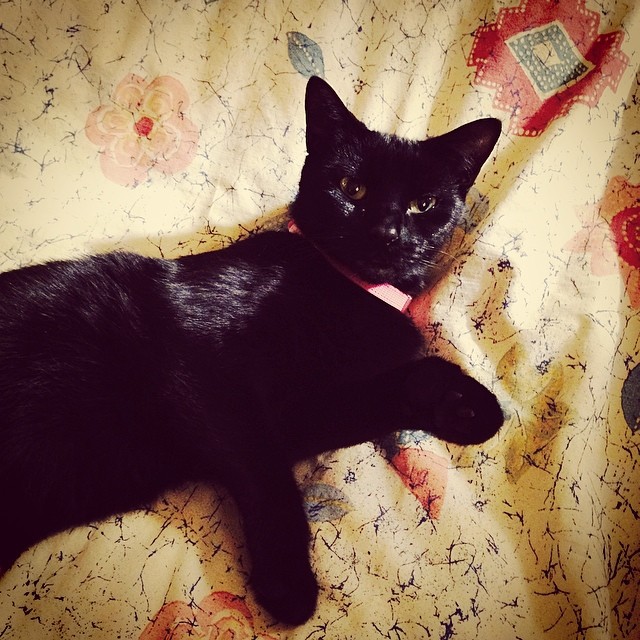 a black cat lying down on a sheet