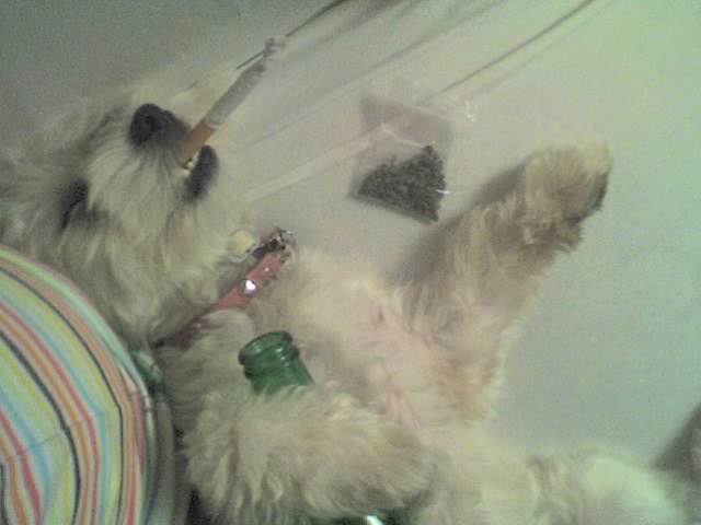 two dogs are laying in a bathtub next to bottles