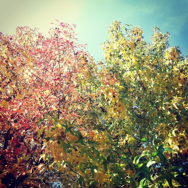 a sunny day over many colored leaves and trees