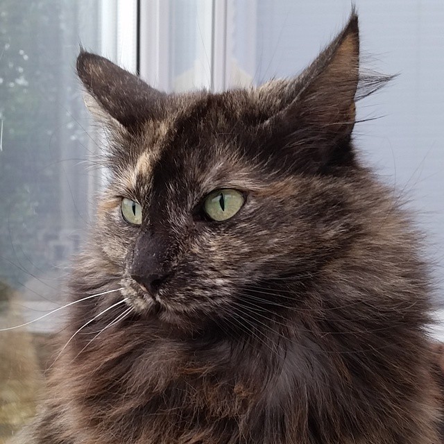 a cat sitting in front of a window