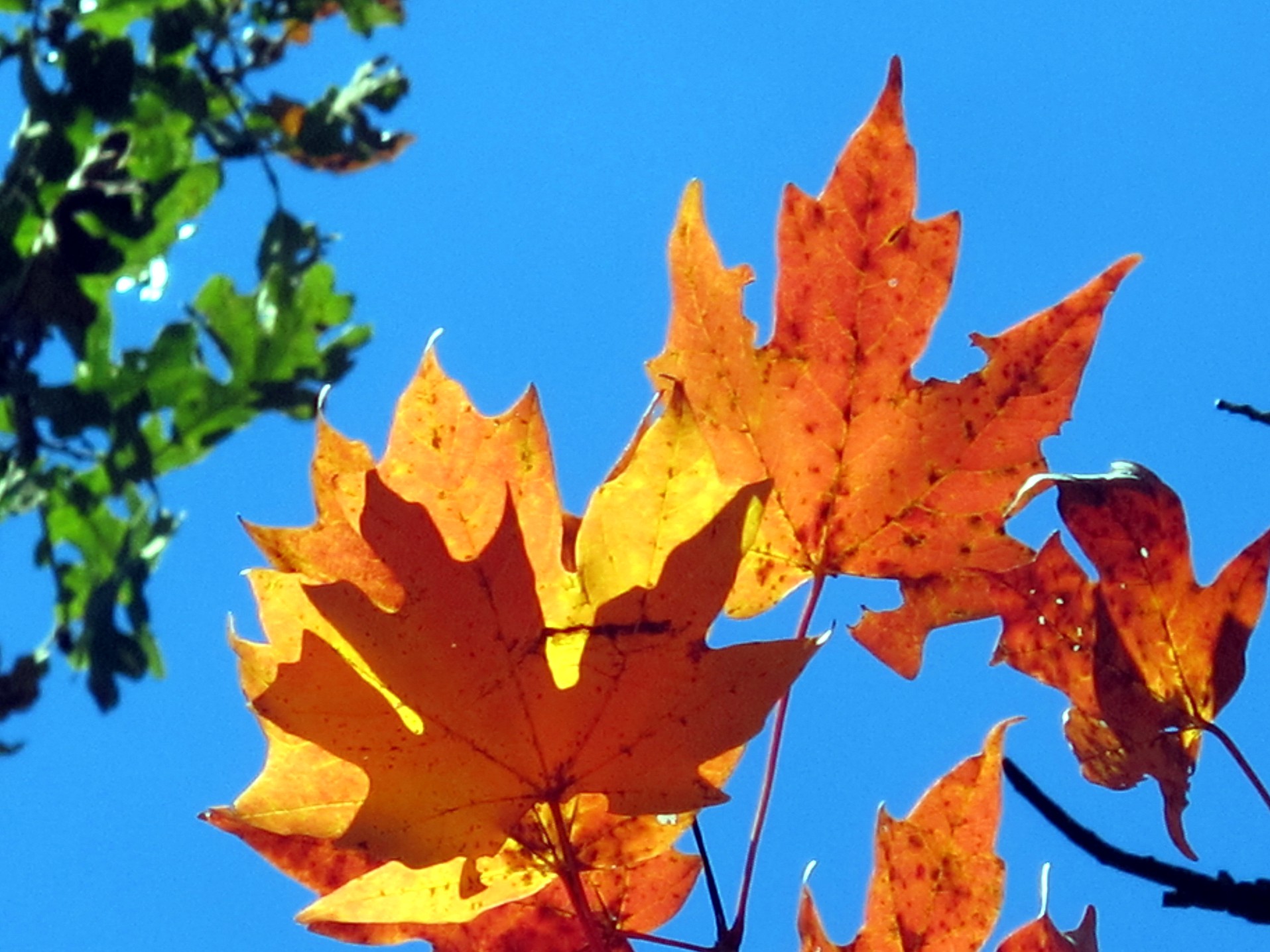 a close up of leaves on a tree against a blue sky