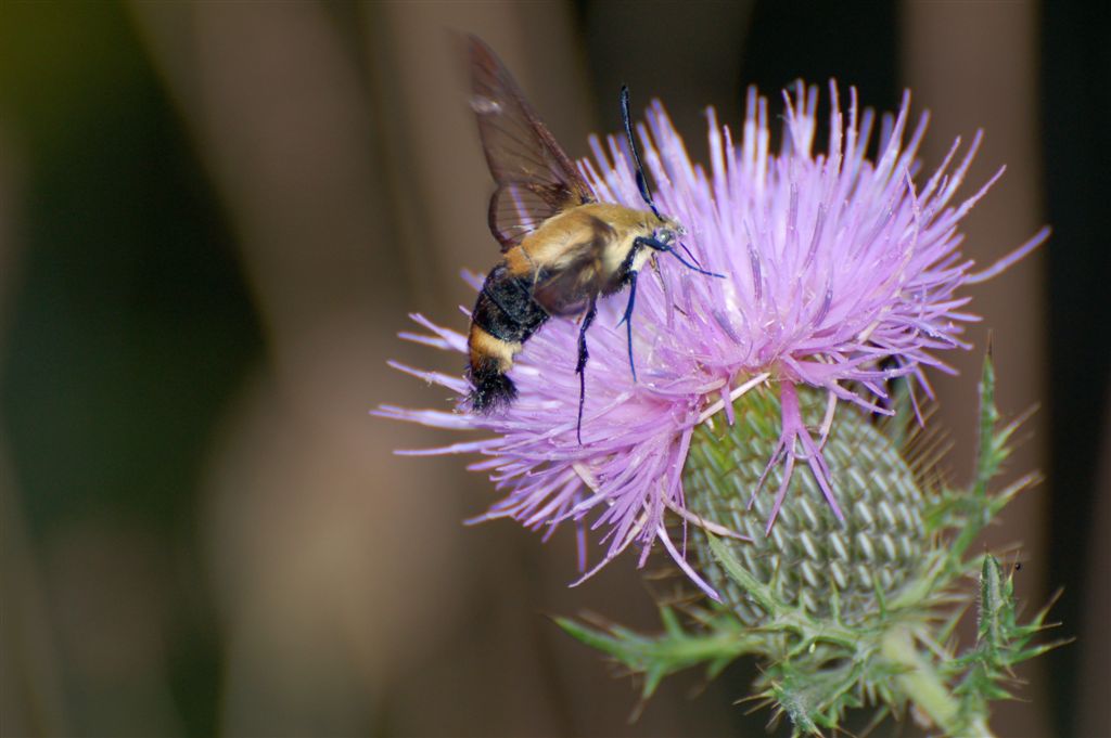a bee is sitting on a purple thistle