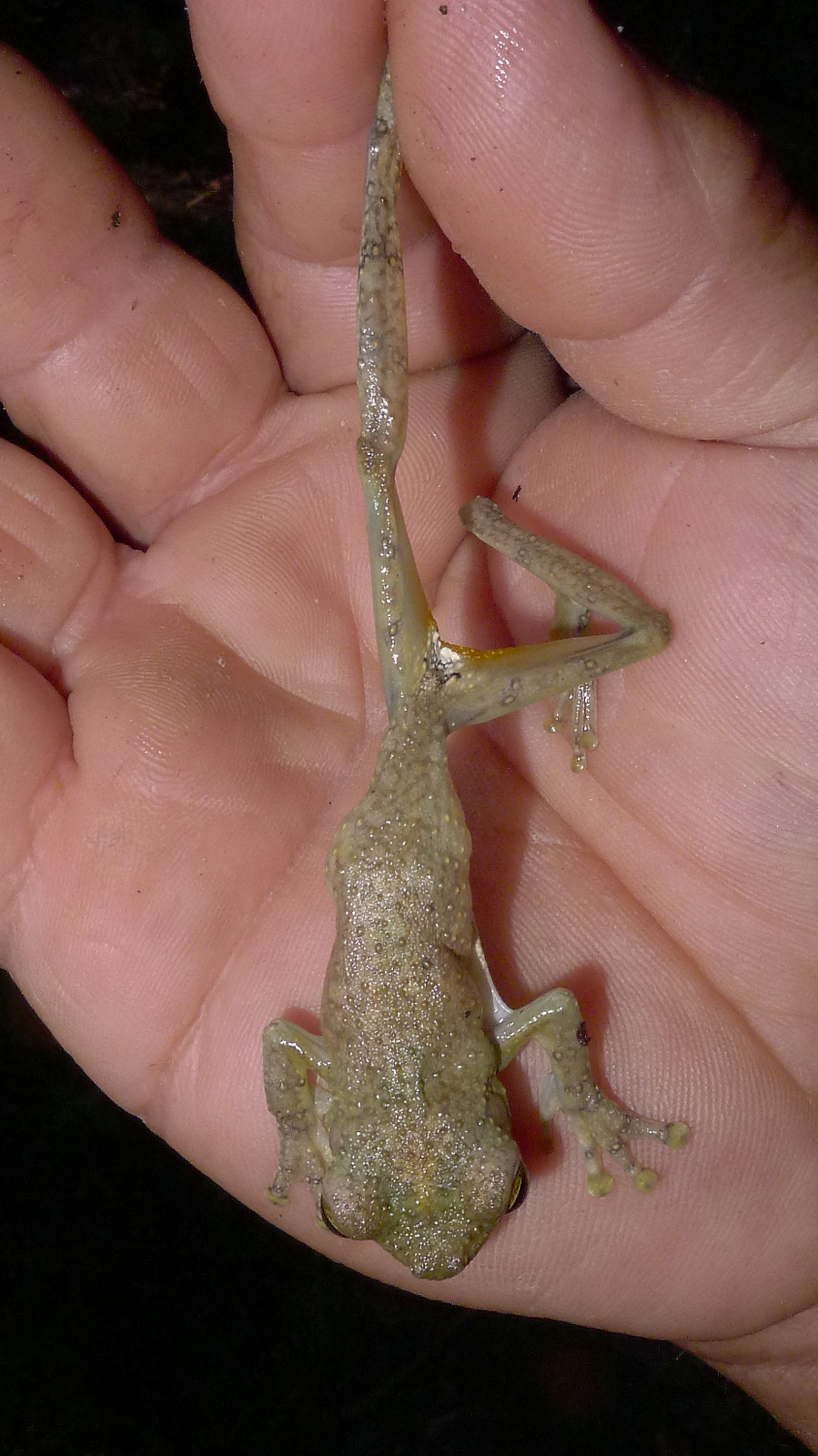 a tiny gecko on the palm of a hand