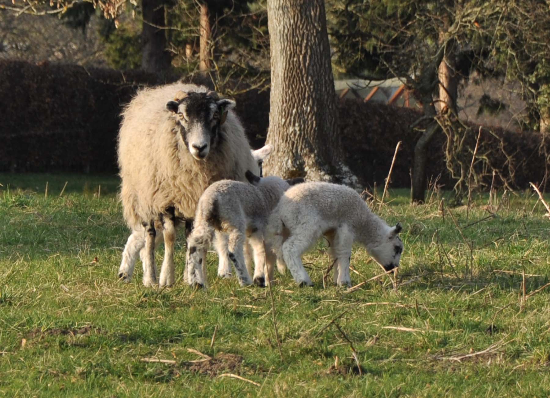 several sheep and two lambs are standing near some trees