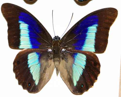a blue and brown erfly with two eyes