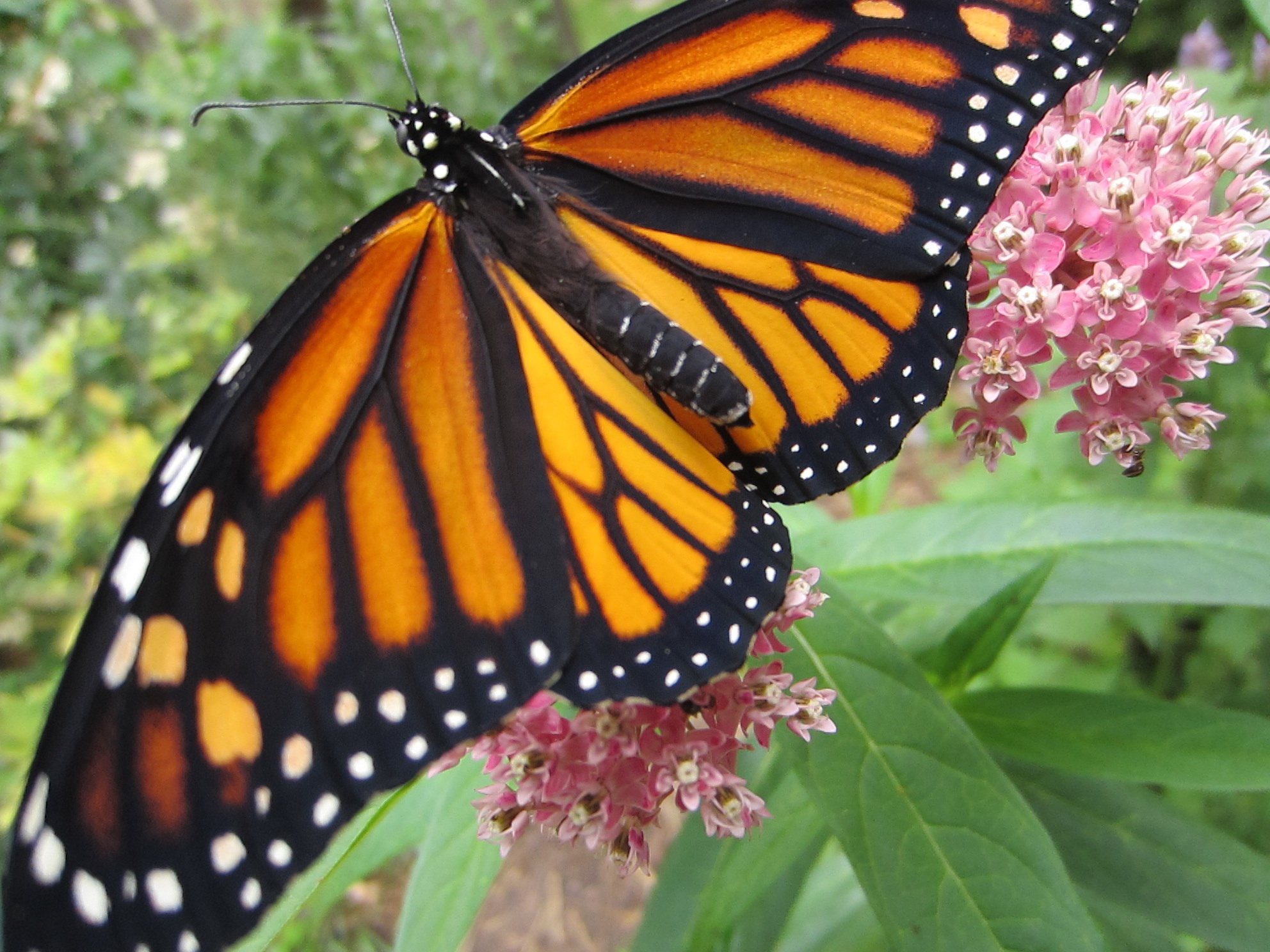 a erfly with spots on its wings on pink flowers