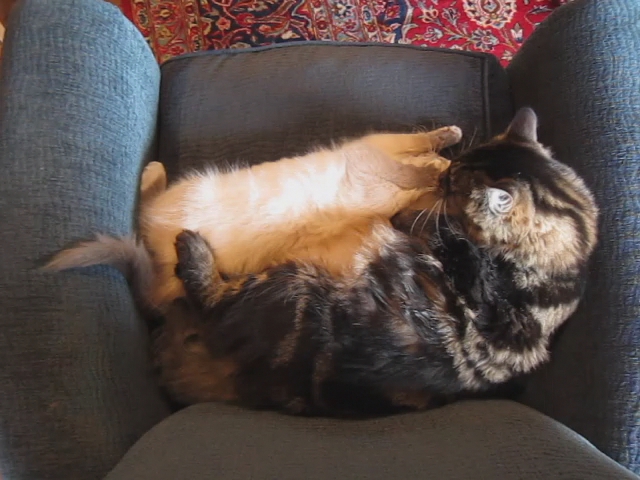 a cat that is laying on its back in a chair