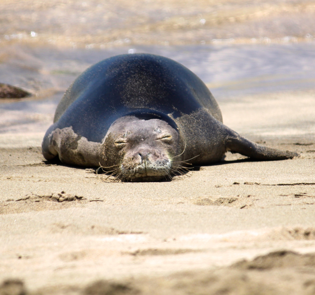 the seal has fallen asleep on the beach