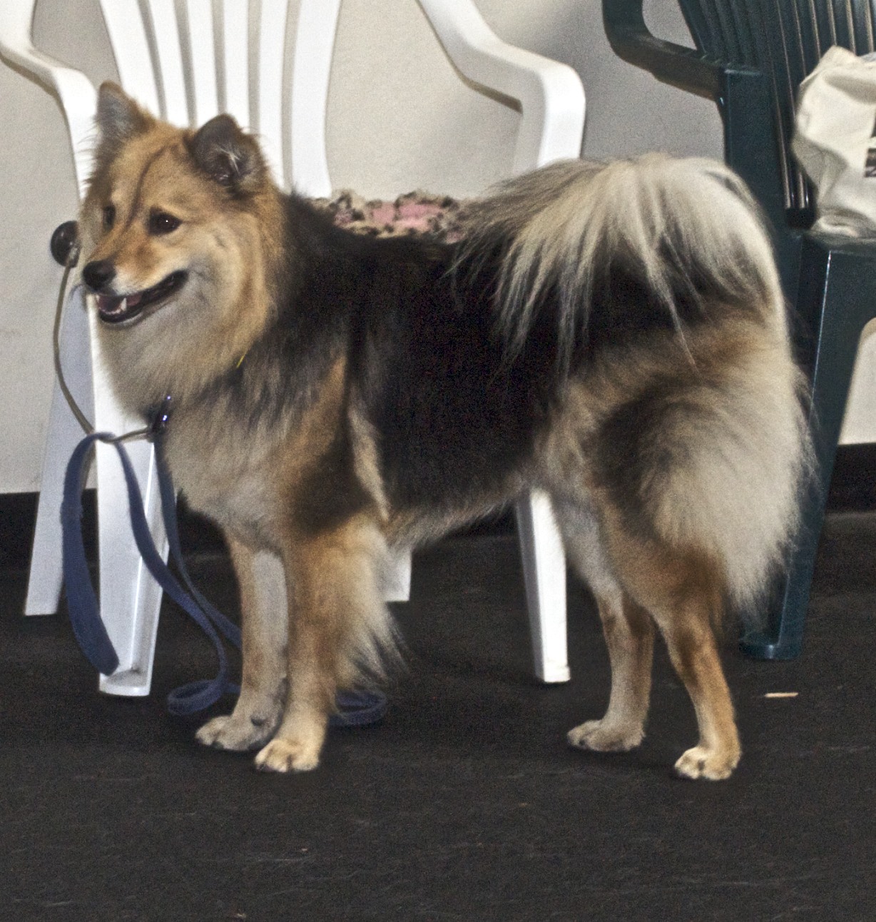 a dog with a collar is standing next to a white chair