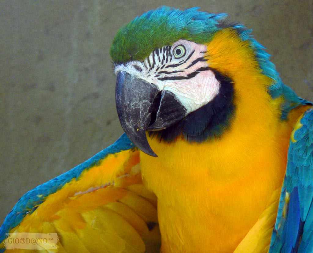 a close up of a blue and yellow parrot with its mouth open