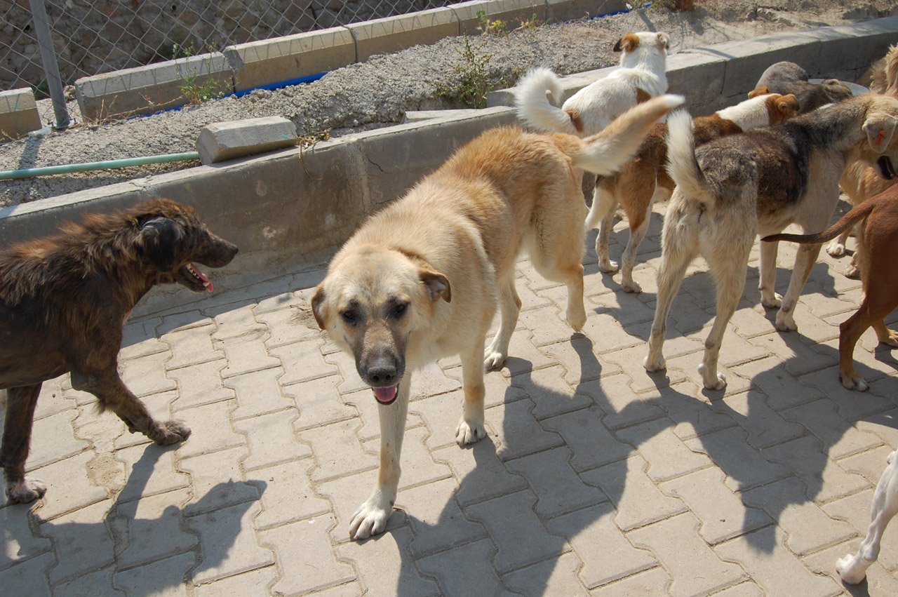 there are several dogs and one is on the ground