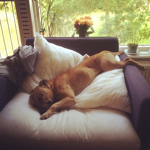 a dog laying on a white couch with pillows