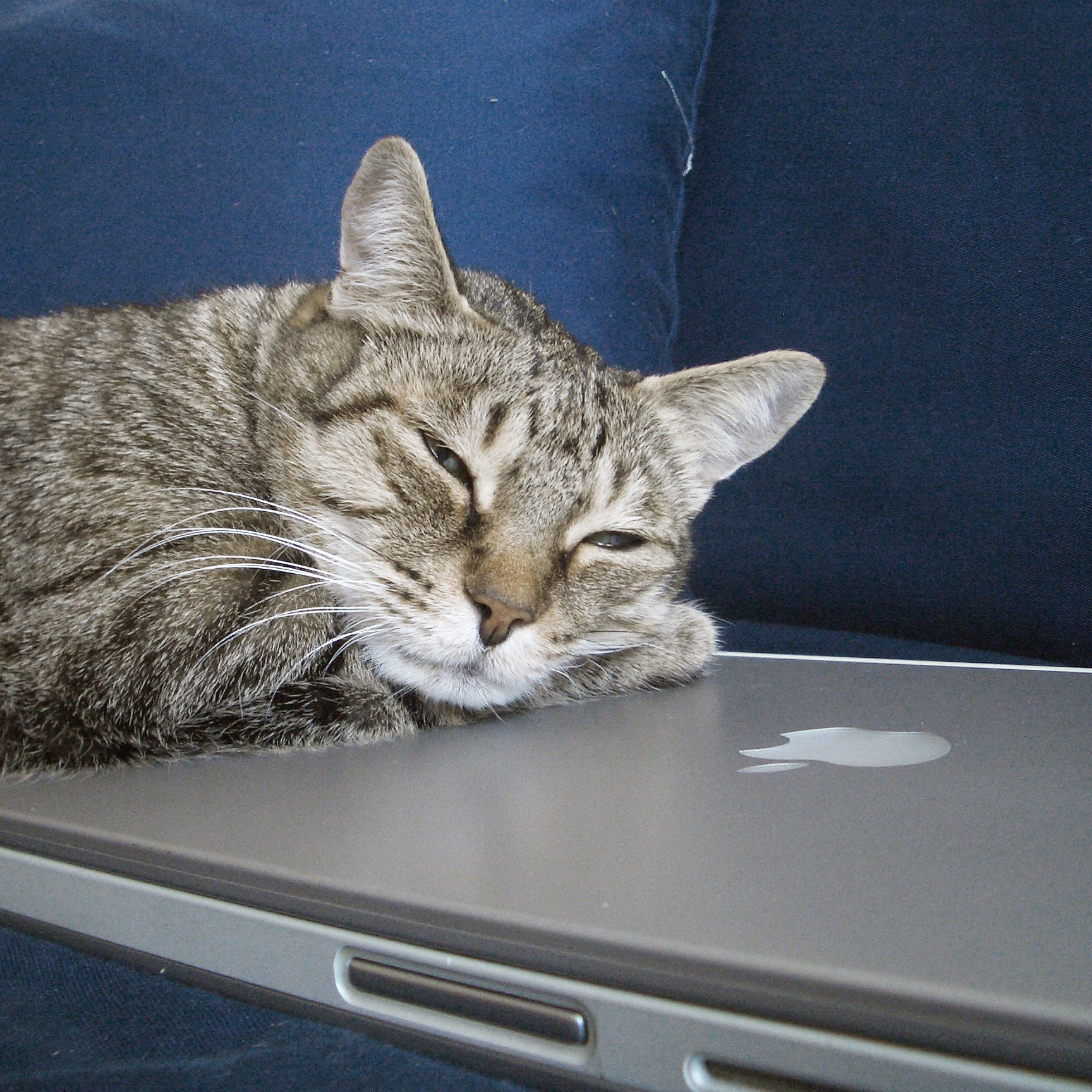 cat asleep on a laptop computer on a couch