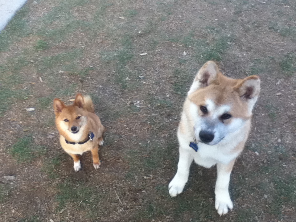 two dogs sitting on the ground together on grass