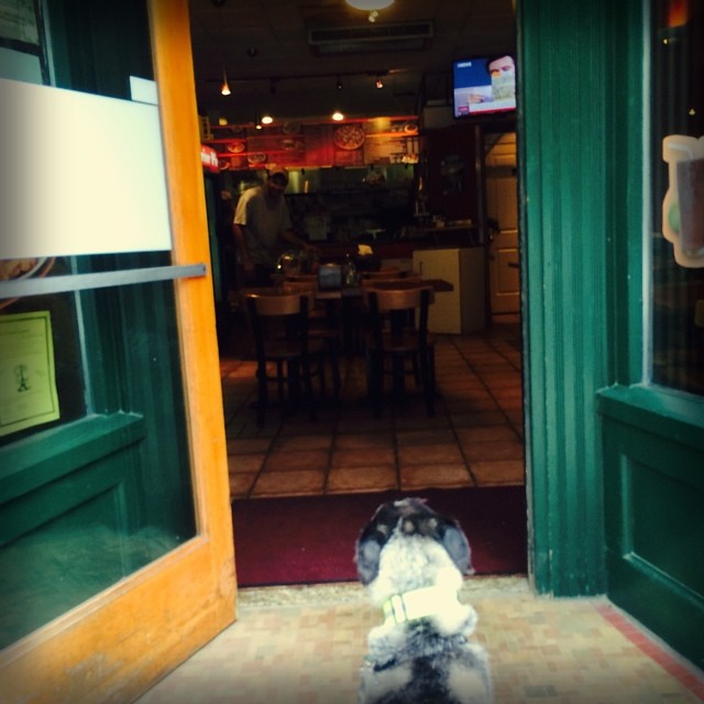 a dog sits in front of a open door