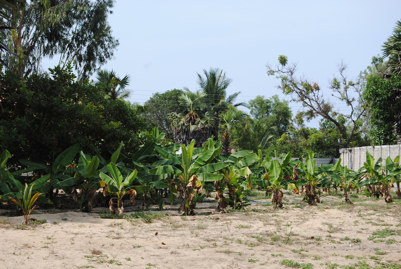 a number of bananas in trees near one another