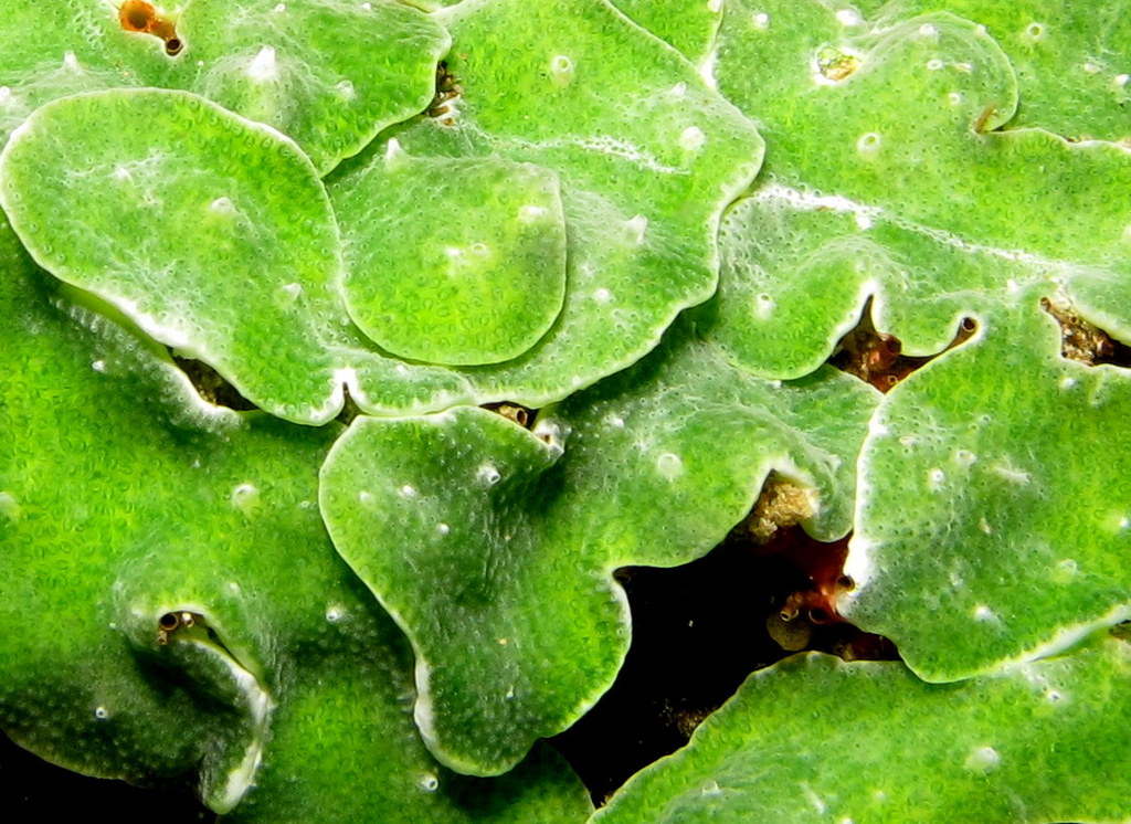close up image of a green plant with spots